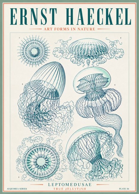 Ernst Haeckel Leptomedusae True Jellyfish No3 - Plakat