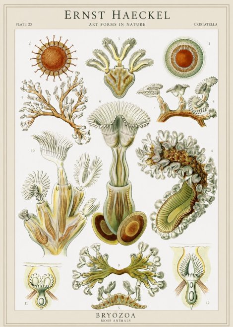Ernst Haeckel Cristatella No1 - Plakat