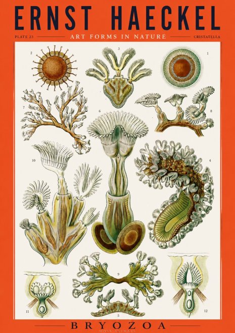 Ernst Haeckel Cristatella No3 - Plakat