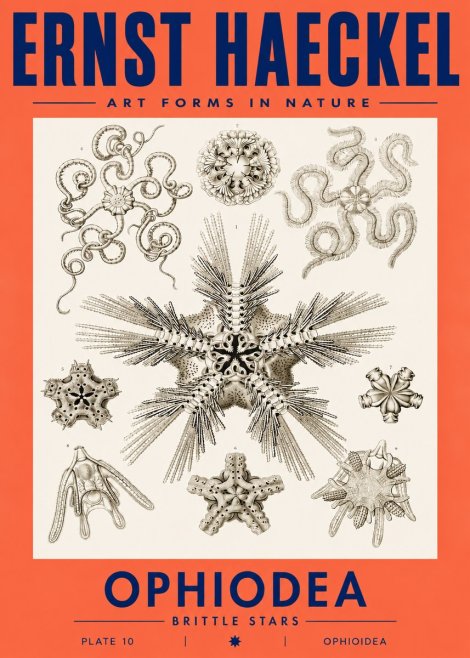 Ernst Haeckel Ophiodea - Brittle Stars I No3 - Plakat