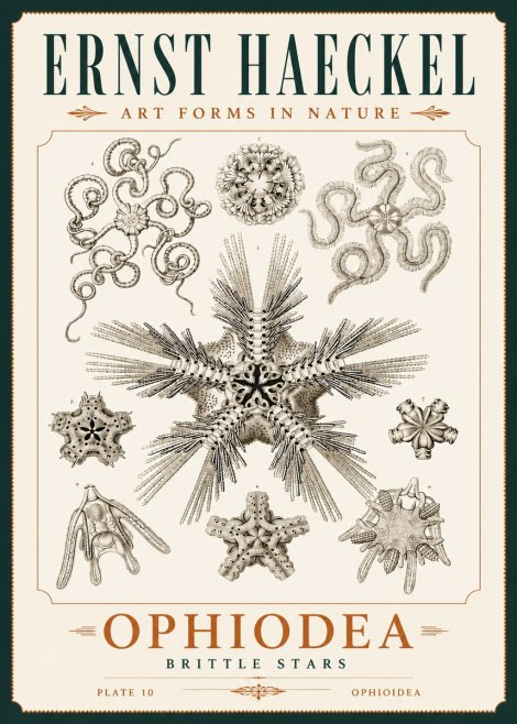 Ernst Haeckel Ophiodea - Brittle Stars I No4 - Plakat