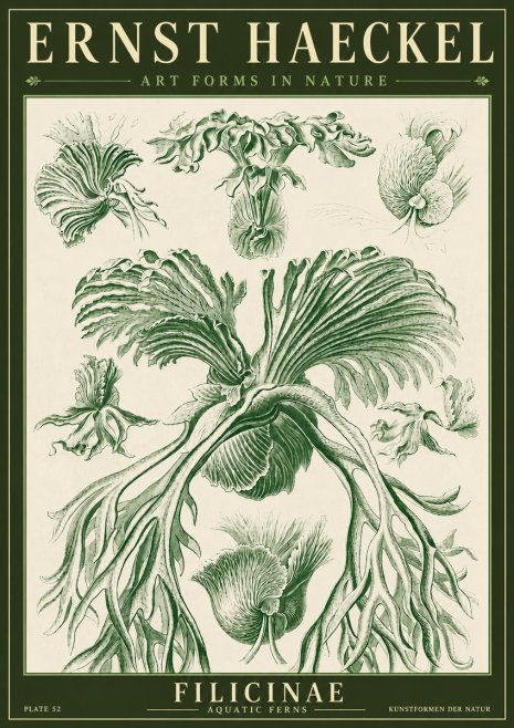 Ernst Haeckel Filicinae No4 - Plakat