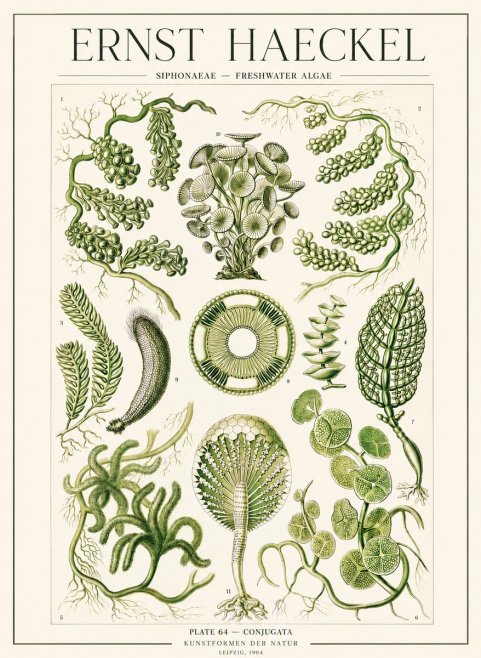 Ernst Haeckel Siphonaceae - Freshwater Algae No1 - Plakat