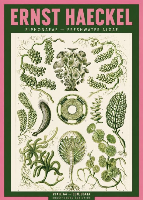 Ernst Haeckel Siphonaceae - Freshwater Algae No2 - Plakat