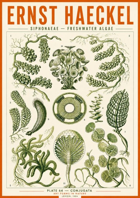 Ernst Haeckel Siphonaceae - Freshwater Algae No5 - Plakat