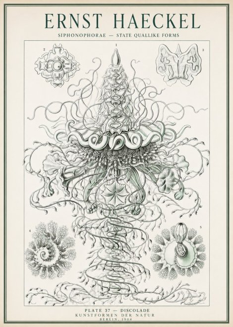 Ernst Haeckel Siphonophorae – State Quallike Forms No1 - Plakat