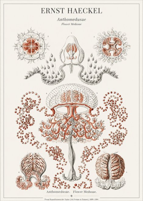 Ernst Haeckel Anthomedusae. Flower Medusae. No1 - Plakat