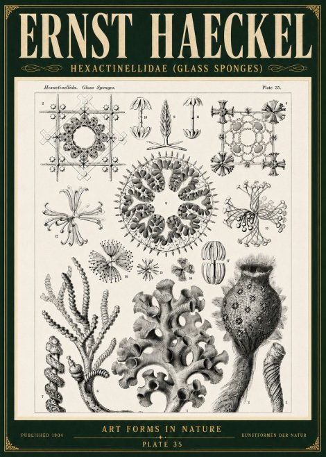 Ernst Haeckel Hexactinellida. Glass Sponges. No5 - Plakat