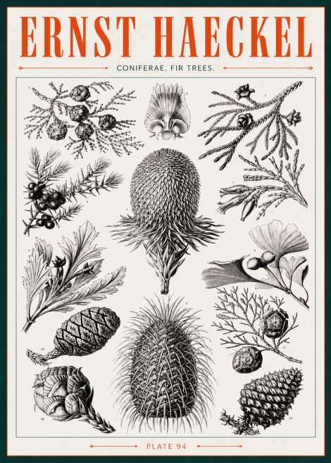 Ernst Haeckel Coniferae. Fir Trees. No3 - Plakat