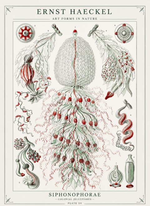Ernst Haeckel Siphonophorae - State Colonies No3 - Plakat