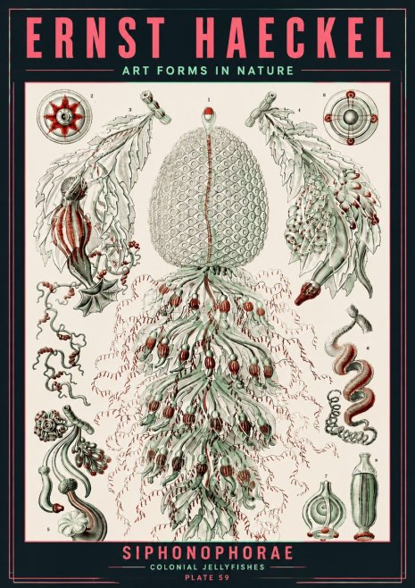 Ernst Haeckel Siphonophorae - State Colonies No6 - Plakat