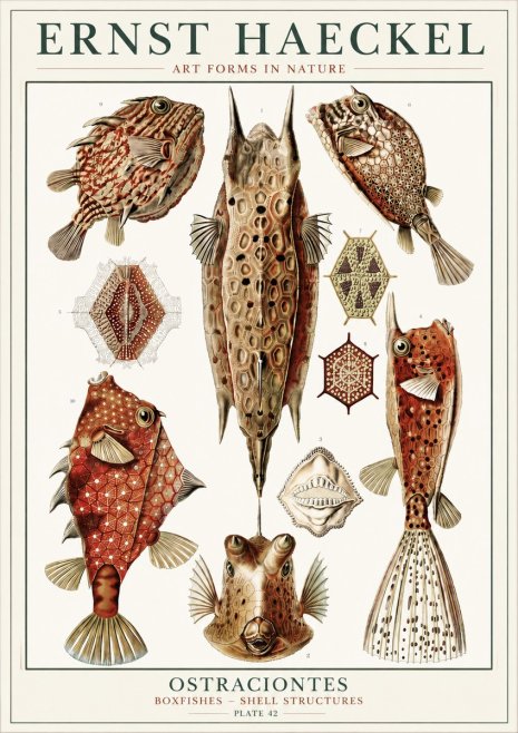Ernst Haeckel Ostracodes Crustacea No6 - Plakat