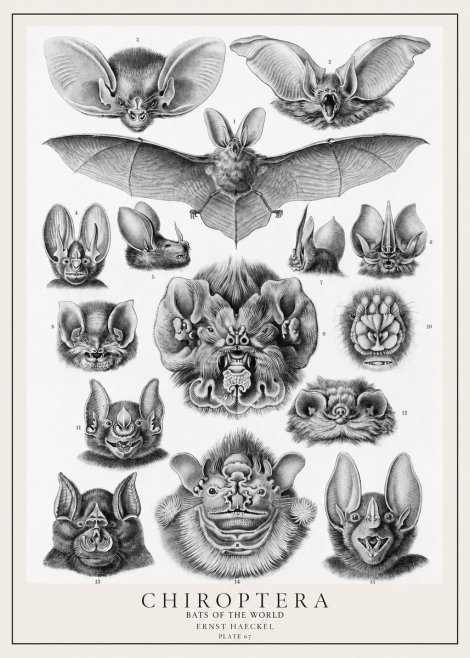 Ernst Haeckel Chiroptera Bats No2 - Plakat