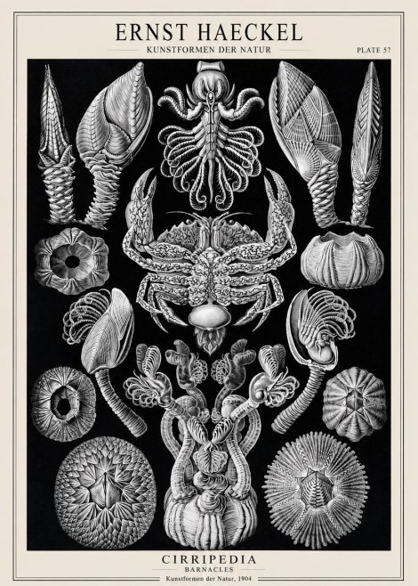 Ernst Haeckel Cirripedia Barnacles No1 - Plakat