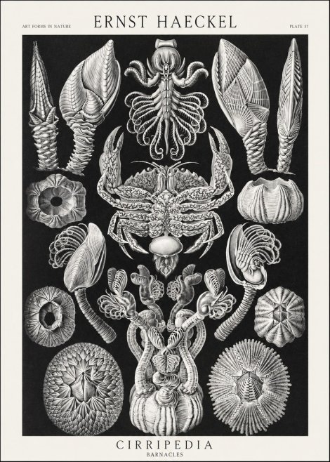 Ernst Haeckel Cirripedia Barnacles No3 - Plakat