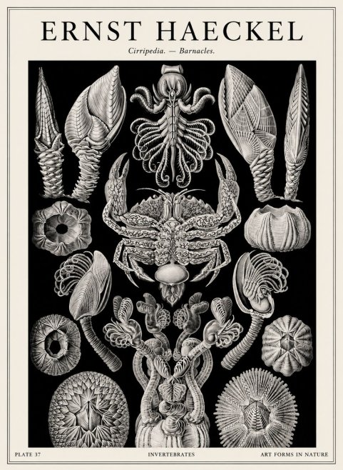 Ernst Haeckel Cirripedia Barnacles No4 - Plakat