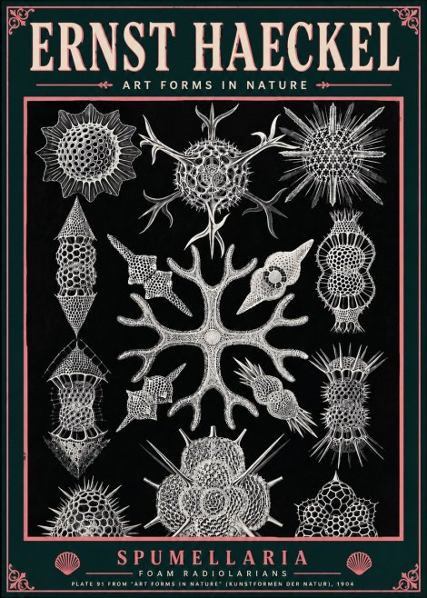 Ernst Haeckel Spumellaria No6 - Plakat