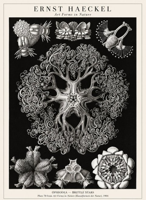 Ernst Haeckel Ophiodea - Brittle Stars II No1 - Plakat
