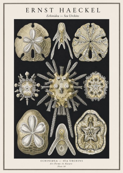 Ernst Haeckel Echinidea — Sea Urchins No1 - Plakat