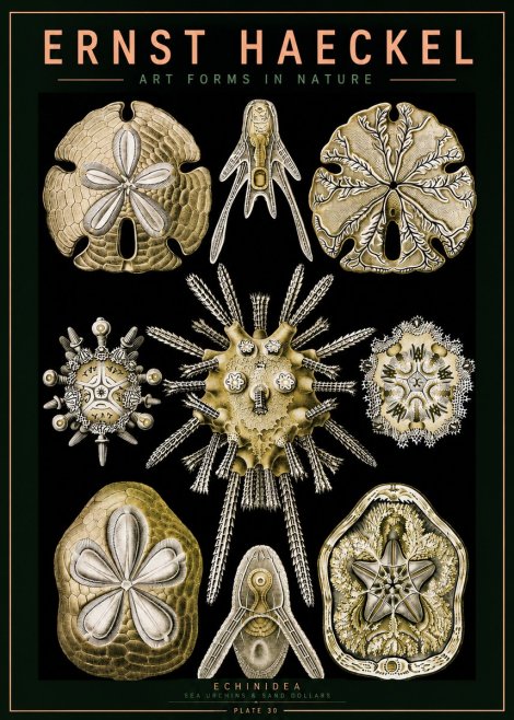 Ernst Haeckel Echinidea — Sea Urchins No5 - Plakat