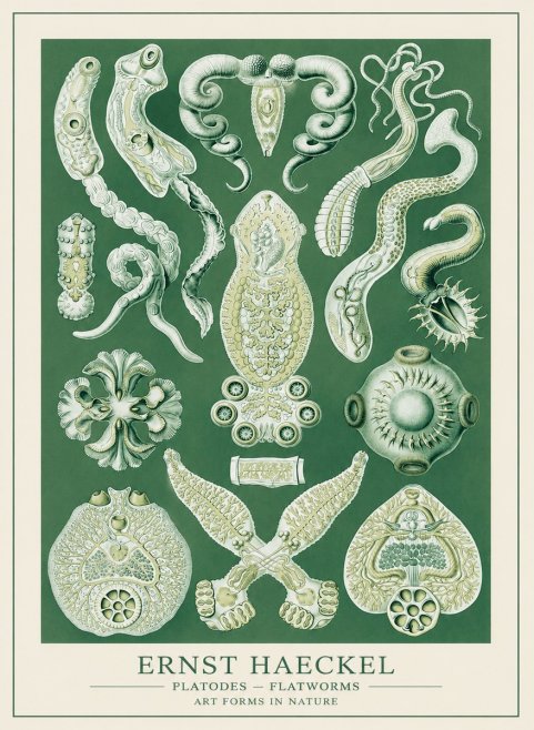 Ernst Haeckel Platodes – Flatworms No3 - Plakat