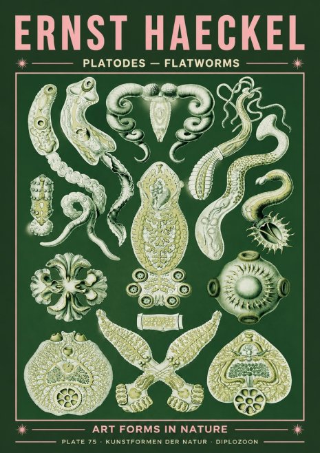 Ernst Haeckel Platodes – Flatworms No4 - Plakat