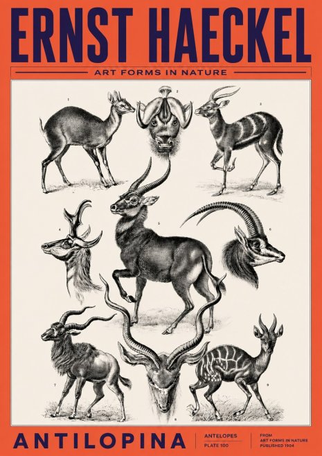 Ernst Haeckel Antelopes No6 - Plakat