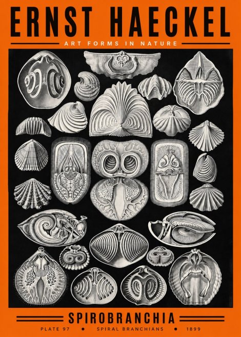 Ernst Haeckel Spirobranchia No2 - Plakat