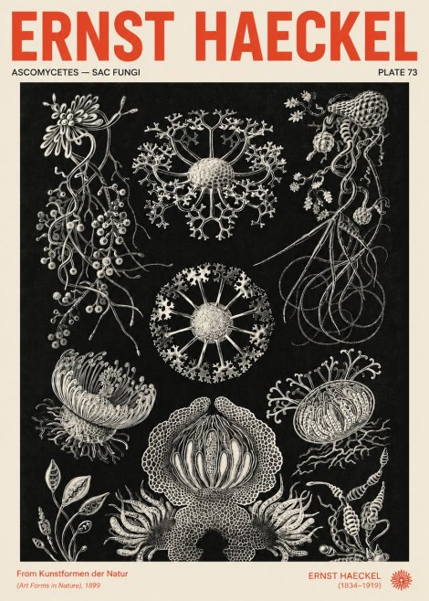 Ernst Haeckel Ascomycetes — Sac Fungi No4 - Plakat