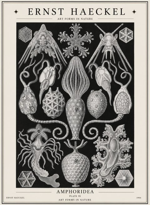 Ernst Haeckel Amphoridea No1 - Plakat