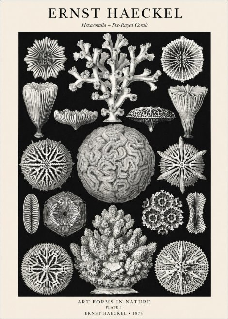 Ernst Haeckel Hexacoralla – Six-rayed Corals No1 - Plakat