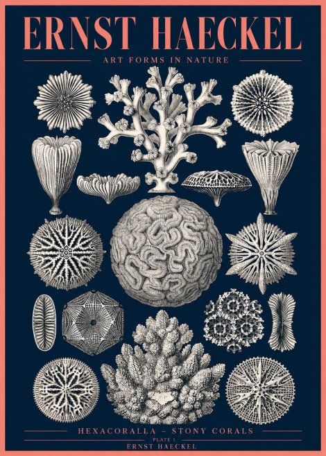 Ernst Haeckel Hexacoralla – Six-rayed Corals No4 - Plakat