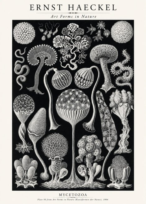 Ernst Haeckel Mycetozoa No2 - Plakat