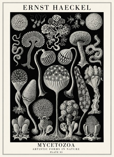 Ernst Haeckel Mycetozoa No4 - Plakat