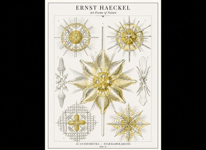 Ernst Haeckel Acanthometra - Star Radiolarians No1 - Plakat