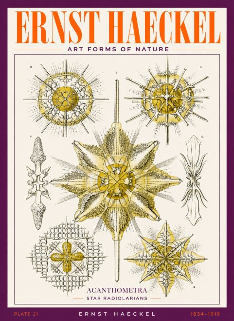 Ernst Haeckel Acanthometra - Star Radiolarians No3 - Plakat