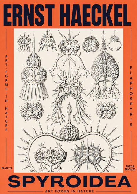 Ernst Haeckel Spyroidea - Puffball Radiolarians - Plate 22 No3 - Plakat