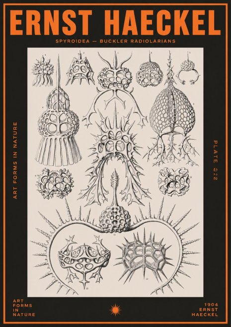 Ernst Haeckel Spyroidea - Puffball Radiolarians - Plate 22 No5 - Plakat