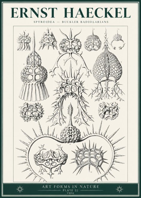 Ernst Haeckel Spyroidea - Puffball Radiolarians - Plate 22 No6 - Plakat