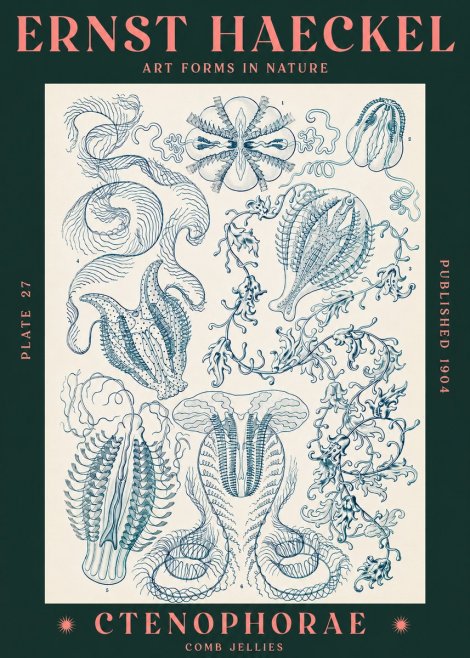Ernst Haeckel Ctenophoræ – Comb Jellies No3 - Plakat