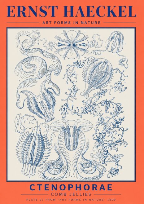 Ernst Haeckel Ctenophoræ – Comb Jellies No6 - Plakat