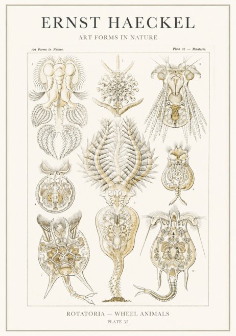 Ernst Haeckel Rotatoria - Wheel Animals No3 - Plakat