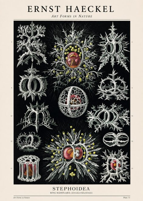Ernst Haeckel Stephoidea No1 - Plakat