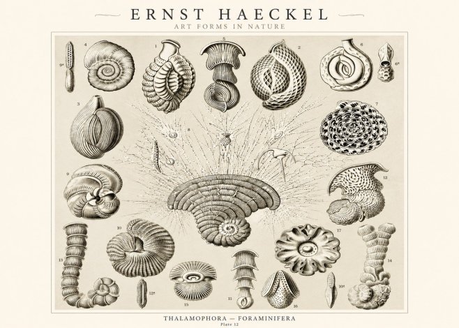 Ernst Haeckel Thalamophora – Foraminifera Plate 12 No1 - Plakat