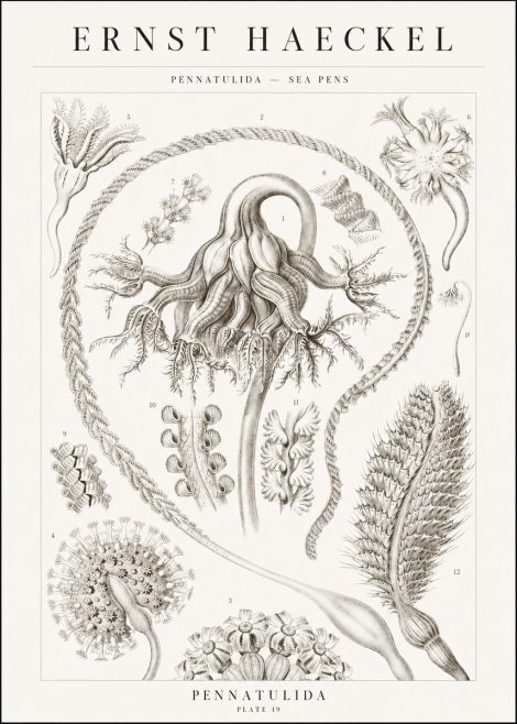 Ernst Haeckel Pennatulida - Sea Pens No1 - Plakat