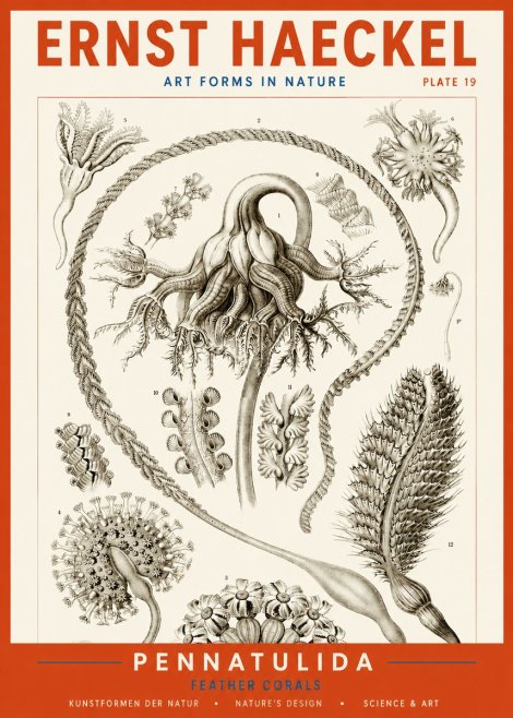 Ernst Haeckel Pennatulida - Sea Pens No4 - Plakat