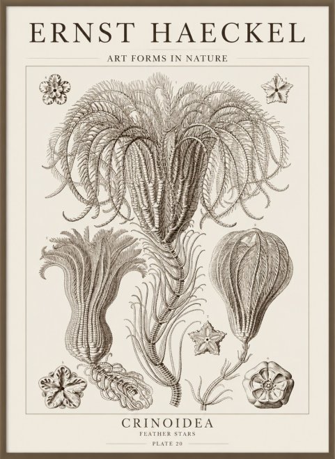 Ernst Haeckel Crinoidea - Palm Lilies No5 - Plakat