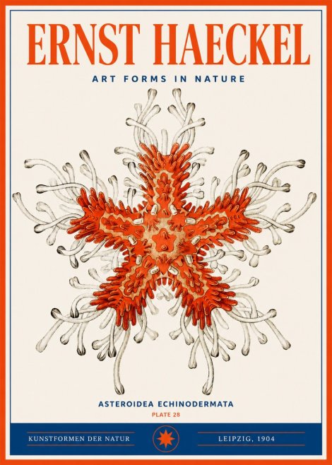 Ernst Haeckel Asteroidea Echinodermata Plate 28 No3 - Plakat