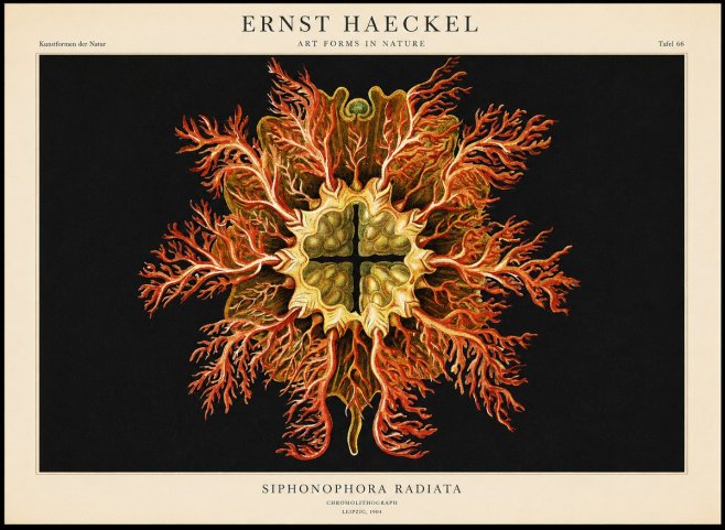 Ernst Haeckel Marine Organism No2 - Plakat