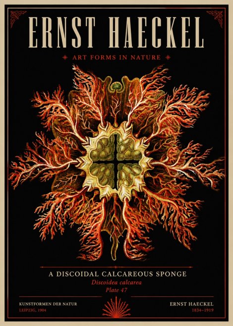 Ernst Haeckel Marine Organism No6 - Plakat